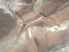 Pseudomugil signifer