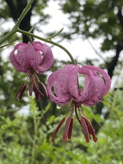 Lilium cernuum