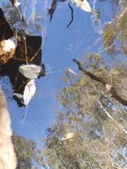 Pseudomugil signifer