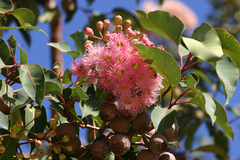 Corymbia ficifolia