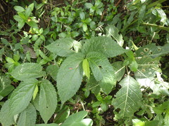 Elatostema