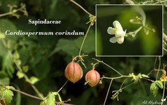 Cardiospermum corindum