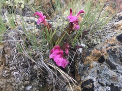 Pedicularis kerneri