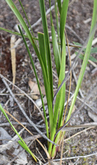 Lomandra purpurea