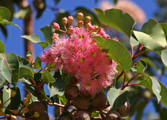 Corymbia ficifolia