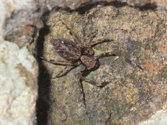 Spartaeus spinimanus