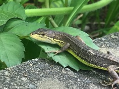 Takydromus tachydromoides