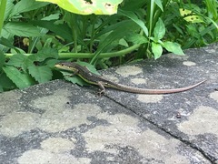 Takydromus tachydromoides