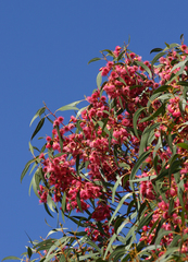 Eucalyptus leucoxylon