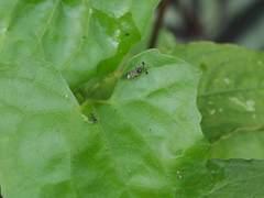 Teleopsis quadriguttata