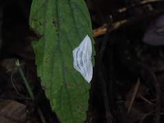 Acropteris leptaliata
