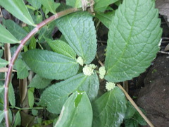 Elatostema