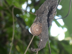 Dyakiidae