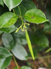 Parsonsia alboflavescens