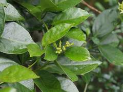 Parsonsia alboflavescens