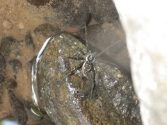 Dolomedes mizhoanus