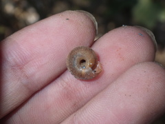Dyakiidae