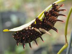 Troides aeacus formosanus