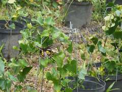 Troides aeacus formosanus