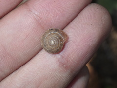Dyakiidae
