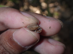 Dyakiidae