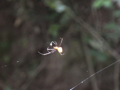 Argyrodes flavescens