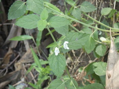 Leucas decemdentata