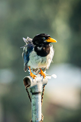 Urocissa flavirostris