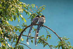 Urocissa flavirostris