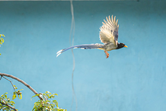 Urocissa flavirostris