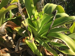 Crinum pedunculatum