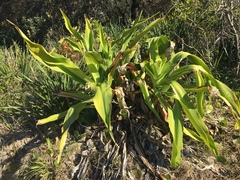Crinum pedunculatum