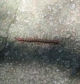 Scolopendra multidens