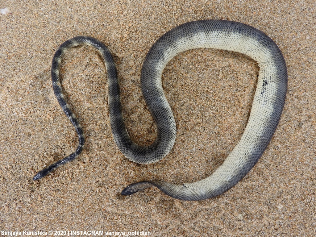 Microcephalophis