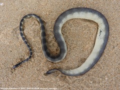 Hydrophis gracilis