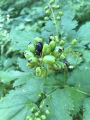 Actaea spicata