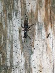 Xoridinae