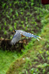 Urocissa flavirostris