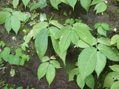 Elatostema