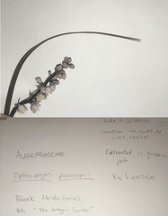 Ophiopogon planiscapus