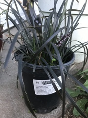 Ophiopogon planiscapus