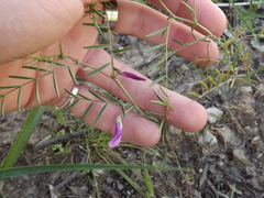 Vicia monantha