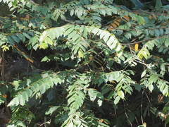 Pterospermum javanicum