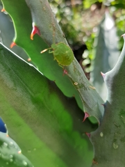 Palomena prasina