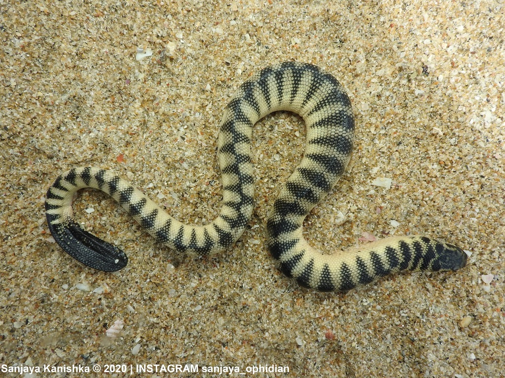 Spine-bellied Sea Snake
