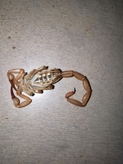 Centruroides ochraceus