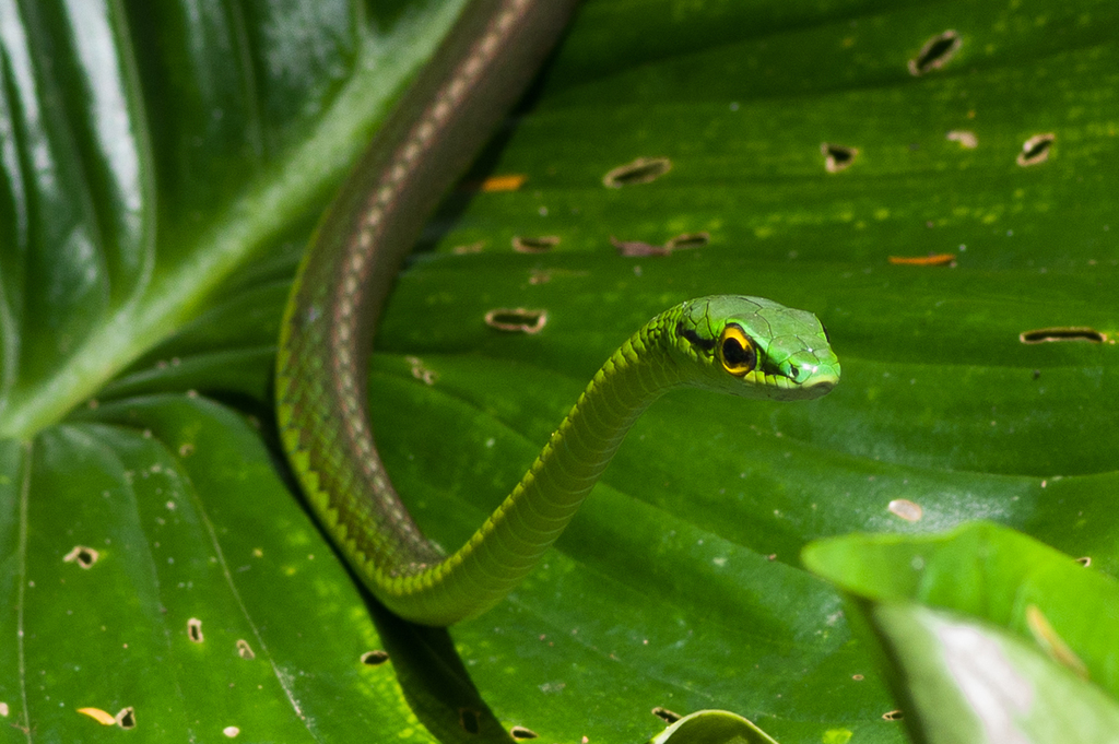 Cope's Parrot Snake