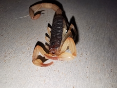 Centruroides ochraceus