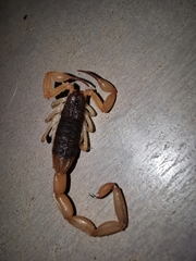 Centruroides ochraceus