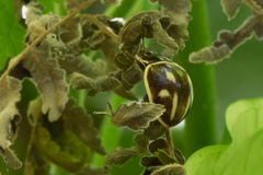 Platyphora spectabilis